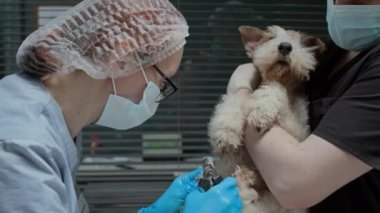 Profesyonel veteriner ekibi klinikte rutin kontroller sırasında tilki tırnağını kesiyor ve kesiyor.