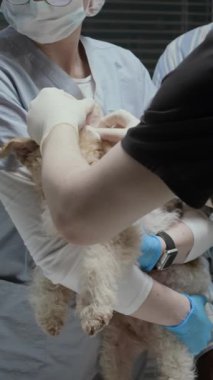 Dikey kesilmiş siyah önlüklü erkek veteriner kulaklık enfeksiyonunu tedavi ederken modern veteriner kliniğinde Fox Terrier 'e yardım ederken.
