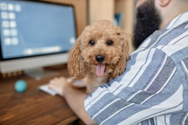 Masasında oturan ve modern teknoloji ekipmanlarıyla çevrili kameraya bakan kıvırcık kürklü yavru köpek portresi ve bulanık pencereleri gösteren ekran görüntüsü.