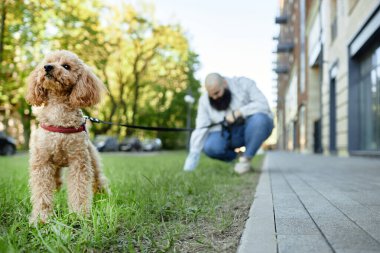 Kırmızı tasmalı kaniş çimenleri keşfederken beyaz gömlekli sakallı adam arka planda dizlerinin üstüne çöküp tasmayı düzeltiyor. Binalar ve ağaçlar, şehir parkının atmosferini yaratıyor.
