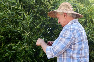 Yaşlı adam hasır şapka takıyor bahçedeki çiçekleri dikkatlice buduyor güneşli bir günde yemyeşil ile çevrili.