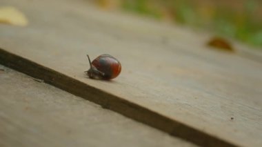 Küçük bir salyangozun kabuğu doğada tahtanın üzerinde oturuyordu.