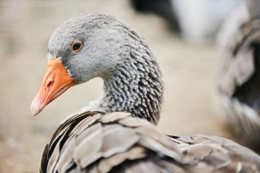 Yan plan, arka plan bulanık fotokopi alanına sahip çiftlikte yaşayan muhteşem gri kazın portresi.