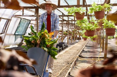 Seradaki kıdemli adam bitkilerle çalışıyor, yemyeşil yapraklar ve saksı bitkileriyle dolu bir el arabası taşıyor, gölgeli bir yapının altında yukarıdan sarkan bitkiler var.