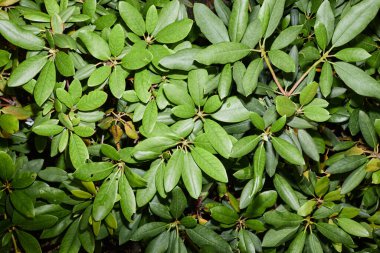 Parlak yapraklı yeşil rhododendron bitkisinin üst görüntüsü, boşluğu kopyala