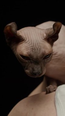 Sphynx Cat 'in dikey yakın portresi, siyah stüdyo arka planına nazikçe sarılan tanınmayan bir adamın omuzunda sakince oturuyor.