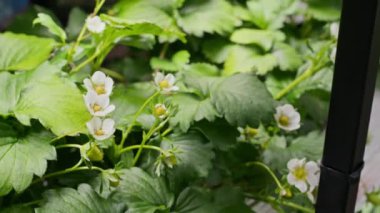 Hiçbir insan dikey çiftlikte büyüyen çilek bitkilerinin görüntüsünü yakından çekmez.