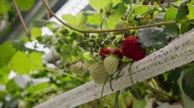Lambanın altında büyüyen su yüzeyindeki dikey çiftlikte olgunlaşan çilek bitkilerinin yakın çekimleri yok.