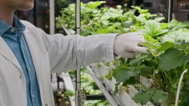 Suda yetişen dikey çiftlikte yetişen olgunlaşan çilek bitkilerini denetleyen konsantre erkek tarım mühendisinin yan görüntüsü.