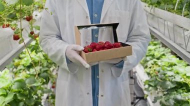 Beyaz üniformalı ve koruyucu gözlüklü beyaz erkek tarım mühendisinin portresi dikey çiftlikteki yeşil koridorda taze çileklerle kameraya gülümsüyor.