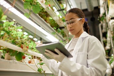 Laboratuvar önlüğü giyen bilim adamı hidroponik sistemde pano ile bitki büyümesini gözlemliyor. Tarımsal deneyi izlemek için kontrollü bir ortamda çalışan araştırmacı