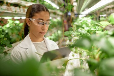 Koruyucu gözlük takan genç bir kadın, kapalı alanda bitki yetiştirme ve suni aydınlatma altında çok katlı raflar üzerinde çalışıyor.