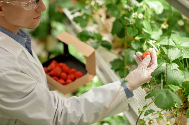 Laboratuvar önlüğü ve eldivenli bir araştırmacı bitkiden çilek topluyor. Masadaki kutunun içinden çilekler görünüyor.