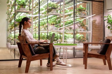 Modern kapalı alan hidrofonik bahçesinde dizüstü bilgisayarda çalışan bir birey. Tahta bir sandalyede otururken yemyeşil bitkilerle çevrili.