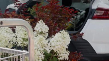 Bagajın yanındaki alışveriş arabasında çiçek açan beyaz ortanca tohumu ve taşınmaya hazır diğer saksı bitkilerinden vurulan kimse yok.