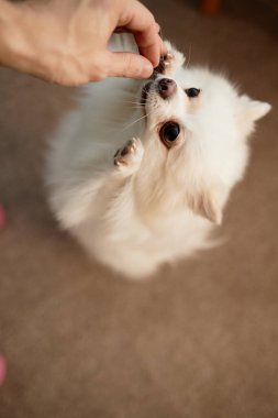 Küçük pofuduk beyaz köpeğin kapalı alandaki bir elden beslenmesi yiyeceğe ve eğlenceli davranışlara karşı büyük bir ilgi gösteriyor.