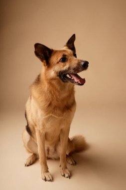 Alman çoban köpeği dikkatli bir şekilde çevreyi gözlüyor, ağzı açık ve kulakları açık. Köpek sakince oturuyor, güzel kürkü ve özenli doğasını sergiliyor..