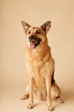 Alman çoban köpeği dili dışarıda, bej arka planda sabırla oturuyor, dikkatli görünüyor, tetikte ve bakımlı kürkünü sergiliyor.
