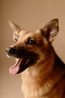 Ağzı açık gülümseyen, kulakları açık ve gözleri neşeyle bakan güzel bir köpek. Tarafsız bir bej arka planda oturuyor.