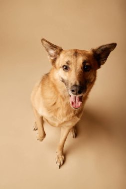 Orta boy melez bir köpek, bej arka planda otururken gülümsüyor ve kulakları açık bir şekilde mutlu bir ifade takınıyor. Ayakta durmak, köpeklerin dost doğasını ön plana çıkarır.