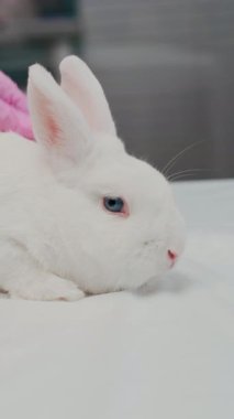 Klinikteki muayene masasında mavi gözlü sevimli beyaz tavşanı inceleyen pembe steril eldivenli, tanınmayan bir veterinerin dikey görüntüsü.