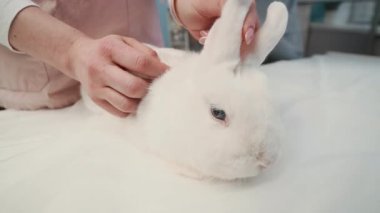 Tanımlanamayan kadın veteriner ellerinin, veterinerlerin randevusundaki masada duran sevimli yerli tavşanın kulaklarını ve pençelerini dikkatle incelerken çekilmiş fotoğrafı.