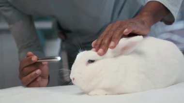 Tanımlanamayan siyah veterinerin, masadaki sevimli beyaz tavşanın gözlerini incelerken çekilmiş görüntüsü.