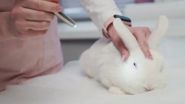 Tanımlanamayan pembe laboratuvar önlüklü kadın veterinerin, klinikteki masanın üzerindeki tanısal ışığı kullanarak beyaz evcil tavşanın göz refleksini kontrol etmesi.