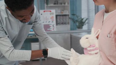 Genç Afrikalı Amerikalı erkek veterinerin beyaz sevimli tavşanın muayenesini çekerken, beyaz kadın yardımcısının nazikçe küçük bir yaratığı tutarken ki görüntüsünü aşağı eğ.