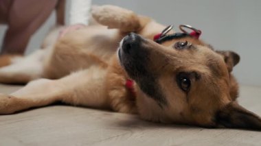Veteriner kliniğinde muayeneden önce tanınmayan hemşire ve siyahi sahibinin karnını ovalarken yerde yatıp kameraya bakan sevimli köpeğin zemin seviyesinde kırpılmış görüntüsü.