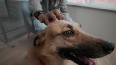 Yüksek açılı, tanınmayan bir erkek sahibin, klinikte veteriner randevusunu beklerken sevimli köpeğinin kafasını okşamasının görüntüsü.