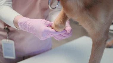 Pembe önlüklü ve steril eldivenli tanımlanamayan veteriner iğnesi. Klinikteki muayene sırasında masadaki köpek patilerini dikkatle inceliyor.