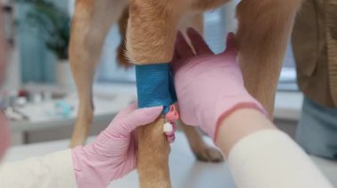 Steril eldivenli, tanınmayan bir kadın veteriner pençesine esmer köpek kateteri takmış. Muayene masasında, köpek sahibi yakınlarda dururken.