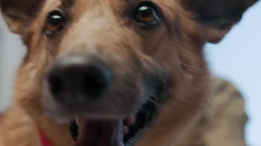 Veteriner randevusundaki kahverengi köpeğin yakın plan çekimi klinikte stres altındayken eldiven ve köpek sahibinin yanında tanınmayan bir veteriner var.