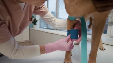 Pembe üniformalı ve steril eldivenli, tanınmayan bir kadın veterinerin, klinikteki muayene masasında kahverengi köpek kateteri ile patisine elastik bandaj yapıştırması.