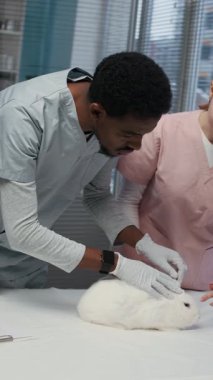 Modern klinikte beyaz evcil tavşanı muayene eden siyah erkek veteriner ve beyaz önlük giyen genç beyaz kadın hemşire dikey olarak yavaşlıyor.
