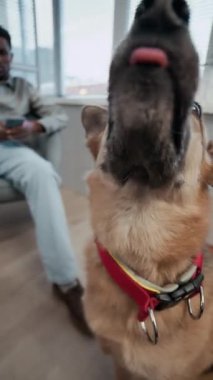 Yerde oturan sevimli kahverengi köpeğin dikey yüksek açılı görüntüsü sandalyedeki siyah erkek sahibinin kapalı alanda bulanık arka planda telefonu kaydırmasını bekliyor.