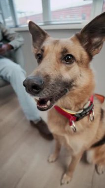 Kırmızı yakalı şirin kahverengi köpeğin dikey kesilmiş bir fotoğrafı. Sandalyede oturan tanınmayan bir sahibin yanında oturuyor. Sonra da kameraya bakıyor.