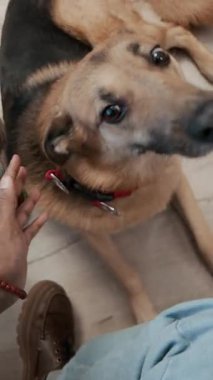 Dikey yukarıdan bakıldığında, siyahi erkek sahibinin, yerde yatmış, sevgili melez köpeğini okşarken çekilmiş bir fotoğrafı var.