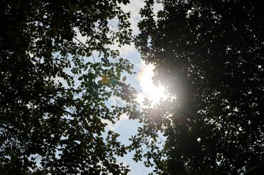 Düşük açılı yeşil ağaç tepe örtüsü, mavi gökyüzündeki yaprakların arasından süzülen güneş ışığı...