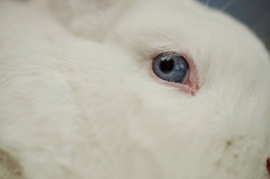 Beyaz kürklü şirin tavşanın mavi gözüne yaklaş. İçerideki kameraya, makro fotoğrafa, fotokopi alanına bak.