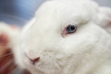 Mavi gözlü, tüylü beyaz kürklü sevimli bir tavşanın küçük ağızlık ağzını kapat ve uzayı kopyala.