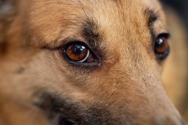 Sevimli melez köpeğe aşırı yakın çekim. Nazik kahverengi gözlerle kameraya bakıyor. Makro fotoğrafçılık, kopyalama alanı.