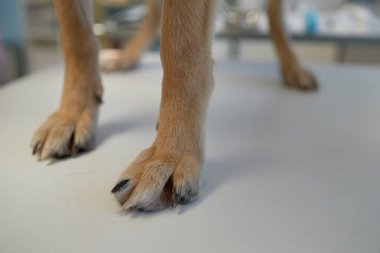 Bayan veteriner veteriner muayenesi yaparken ve veteriner ofisinde sevimli köpek yavrusuna sarılırken mutlu melez köpeği yakın çekim yapın.