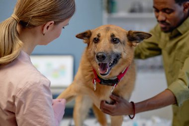 Close up on hands of professional female veterinarian applying self adhering elastic bandage securely to dogs leg after inserting venous catheter during treatment at animals hospital, copy space clipart