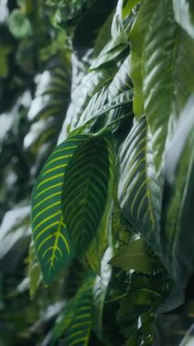 Dikey olarak, modern çalışma alanında hiçbir insan yemyeşil yeşil duvar yapraklarını yakından çekmez.