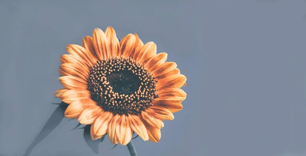 Sunflower flower on a pastel blue background. Creative space for seasonal projects. Close-up