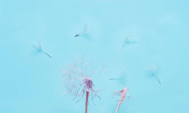 Beyaz karahindiba kabartmalı mavi arka plan. Doğal tasarım harikası. Şenlikli arka plan ya da proje kavramı. Merhaba Summer.. 