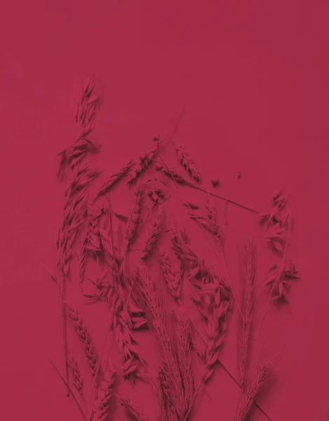 Kreativní Pozadí Barevných Uší Pšenice Ječmene Ovsa Odstínech Purpurové Plakát — Stock fotografie