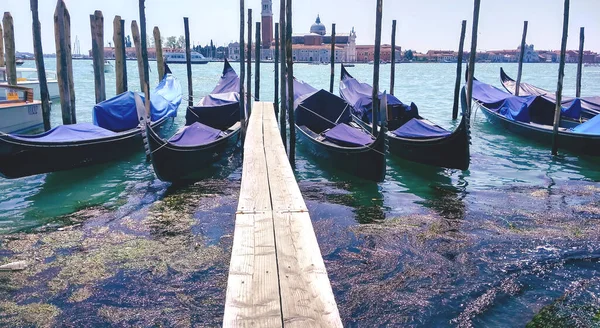 Gondolas in Venice. The problem of pollution of the ecosystem